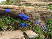 70 Gentiana verna (Genziana primaticcia) tra rocce stratificate